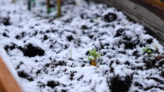 被雪覆盖的土壤中长出嫩绿的幼苗