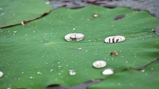 水珠洒落在池塘里的荷叶上视频素材模板下载