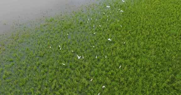 青山绿水生态湿地一群白鹭飞翔栖息升格空镜