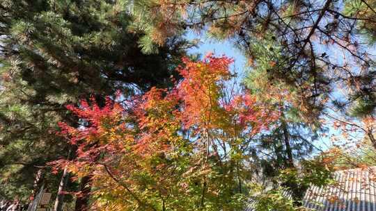 秋日枫树枝叶与松树景观