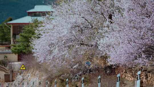 尼西藏族村落桃花盛开春季粉色桃花摇曳