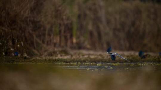 湿地的河燕鸥钓鱼