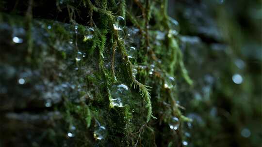 夏天青苔雨露清新微距自然生态视频