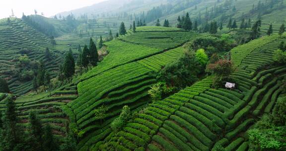 春天茶山美丽风景航拍唯美大自然风光