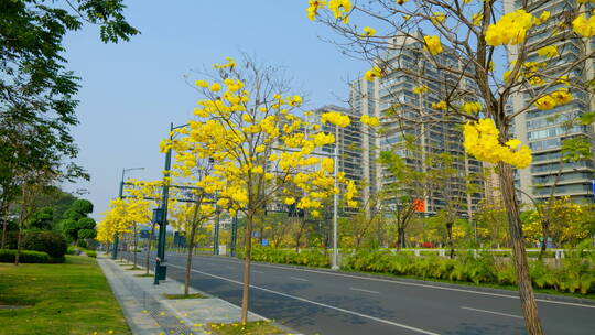 南宁五象新区街景街道车流 路边黄花风铃木