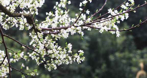 春雨绵绵唯美樱花花瓣随风飘落