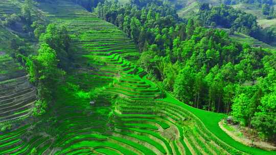 大山梯田