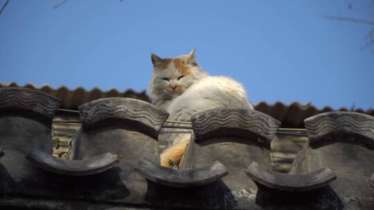 北京胡同房檐的猫咪