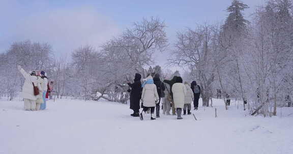 雪后松树挺立的冬日自然景象