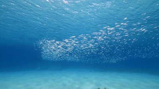 浅滩，海底，鱼，海洋