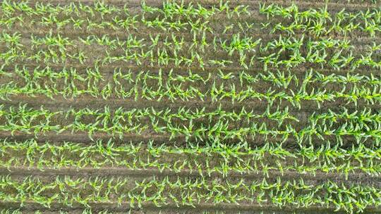 中国农业经济发展大型玉米种植地