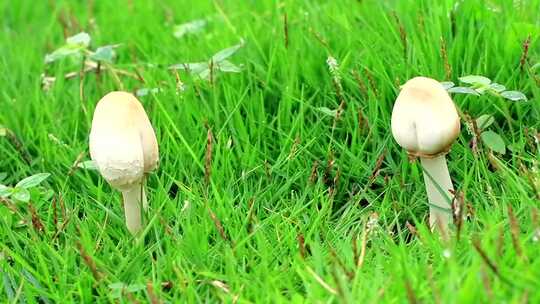 雨季后草地上生出的野蘑菇合集高清