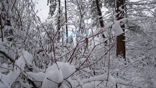 冬季的树林里雪景