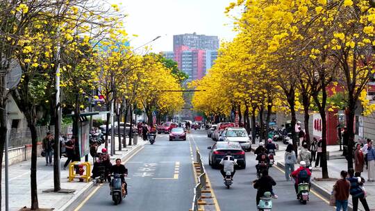 深圳龙华区美宝路黄花风铃木