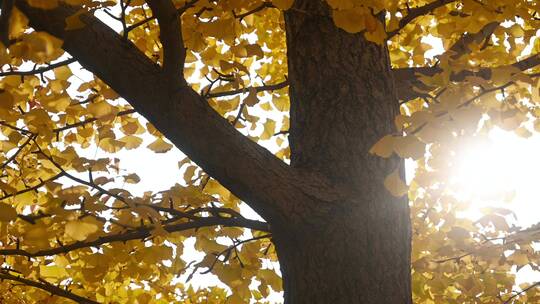 初冬阳光逆光下的银杏树移动镜头