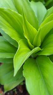 绿色植物叶片特写