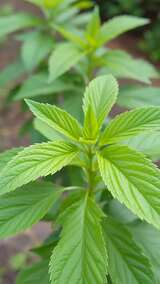 绿色植物叶片特写高清在线视频素材下载