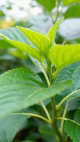 绿色植物叶片特写高清在线视频素材下载