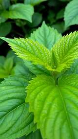 绿色植物叶片特写高清在线视频素材下载