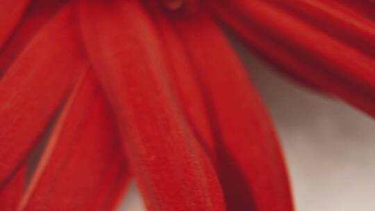 【镜头合集】特写鲜红色大红色菊花非洲菊视频素材模板下载