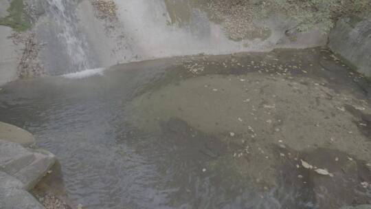 秋天落叶苔藓秋水LOG