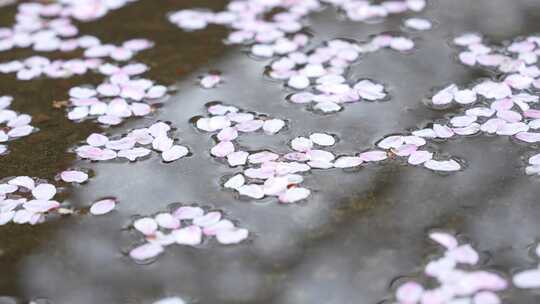 樱花盛开的季节水中樱花流淌横屏素材
