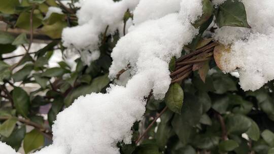 冬天的白雪视频