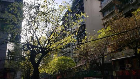 重庆黄桷树街道