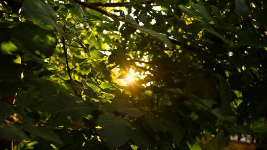 夏日阳光穿过树叶缝隙视频素材模板下载