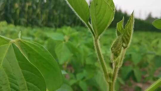 农田里的大豆植物