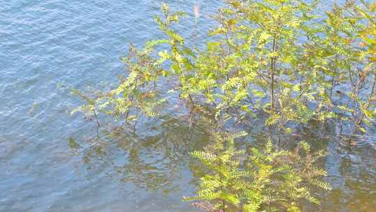 湖泊水库流动的水和水草