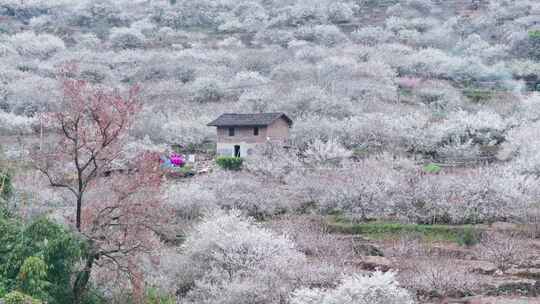 福州永泰青梅花航拍（葛岭万石村）2