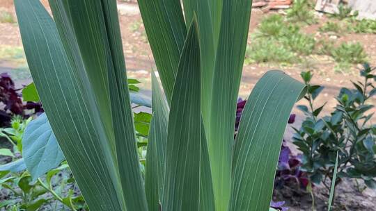 绿色剑兰植物特写镜头