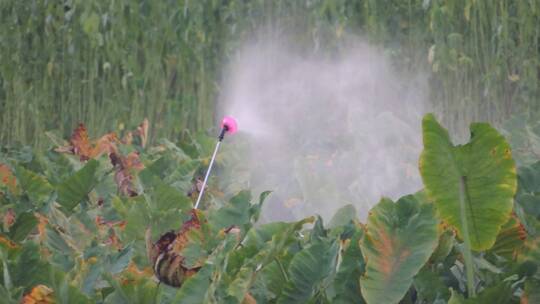 亚洲农民农民喷洒农药有害化学杀虫剂油