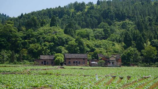 山脚 农村 安静的 农房 乡村建设 大全景