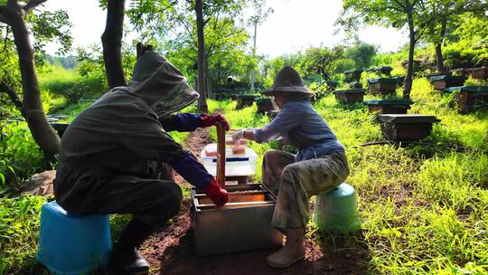 蜜蜂养殖养蜂人取蜂蜜蜂巢蜂蜜