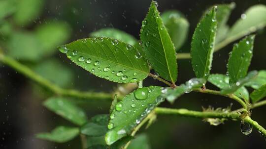 斜风细雨中腊梅树嫩叶上水珠水滴唯美视频