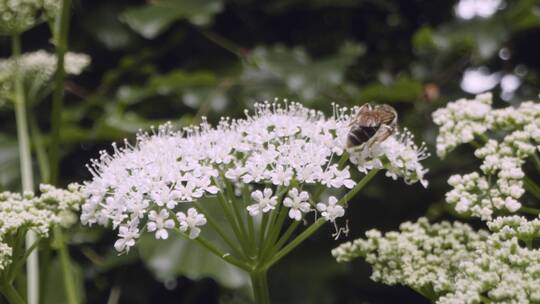 蜜蜂采集花蜜的特写视频素材模板下载