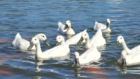 一群在水里游水嬉戏的白鸭