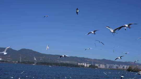 昆明海埂大坝看海鸥