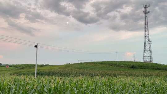 落日余晖玉米地农田信号塔电线杆上摇