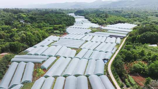 成都天府新区东山大道合江街道农业大棚航拍