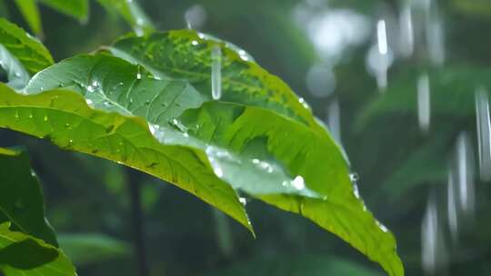 绿叶 水滴落 树叶 下雨 植物