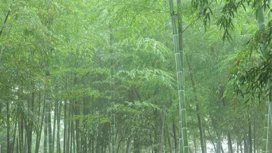 竹海竹叶沉浸式雨天滴水的竹林