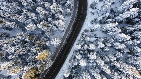 冬季森林道路