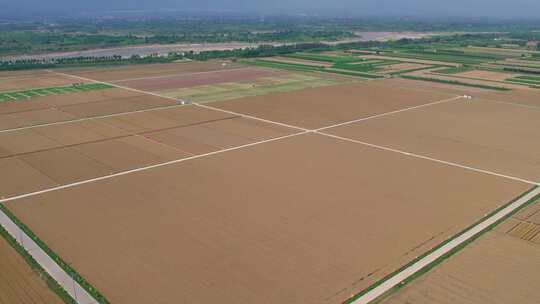 成熟的麦田小麦成熟航拍