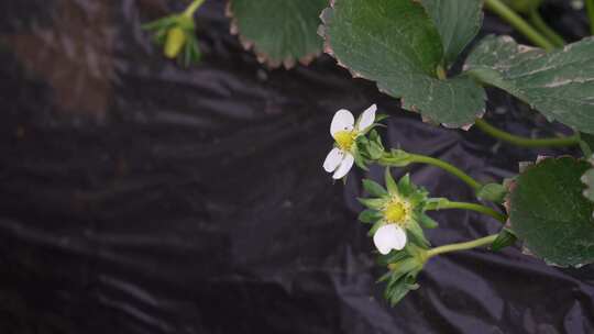 草莓园 农田 农业作物 水果 绿色植物 温室