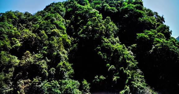 飞过绿水青山