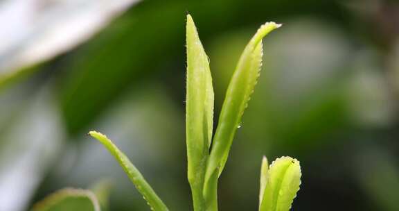 杭州西湖龙井新茶嫩茶叶特写