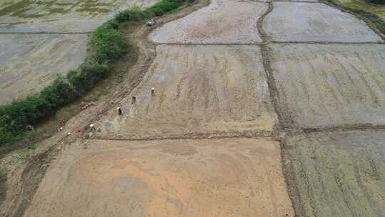 江西金溪：谷雨将至农事忙